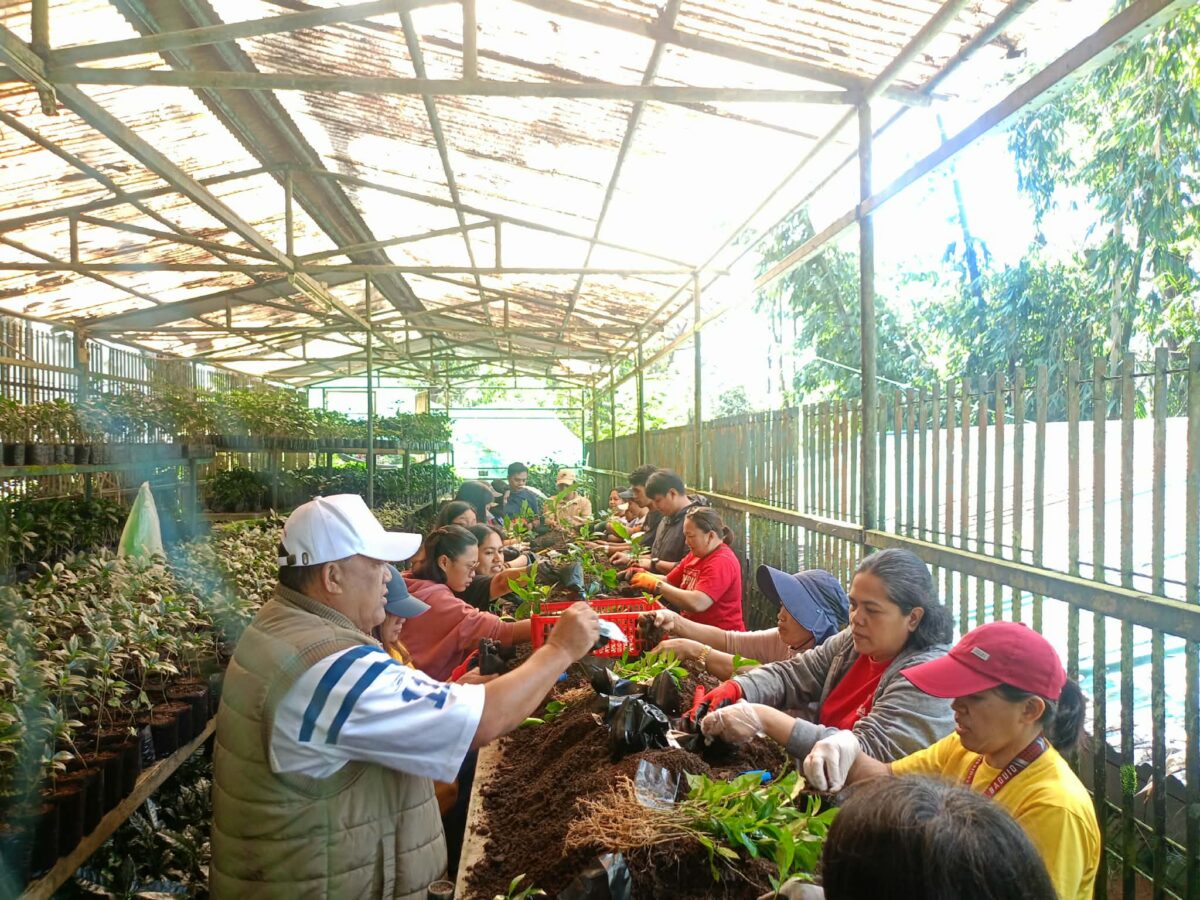 UB Non-Teaching Personnel Cultivate Sustainability Through Coffee Seedling Propagation in PLANTERS Series II